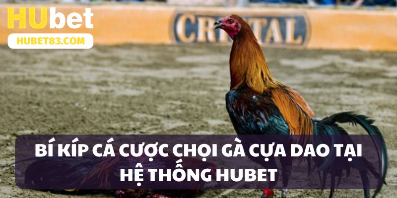 Bí kíp cá cược chọi gà