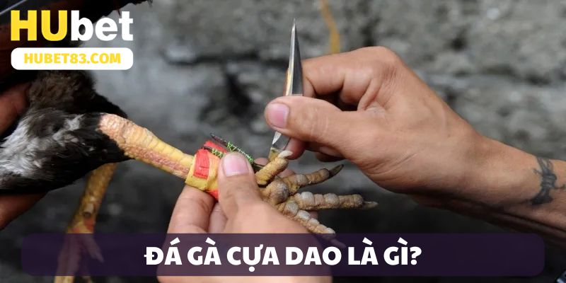 Giới thiệu đá gà cựa daoGiới thiệu đá gà cựa dao