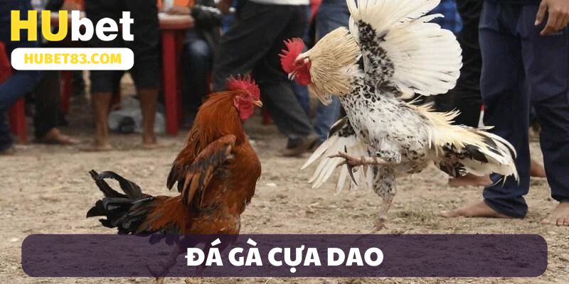 Đá gà cựa dao HUBET