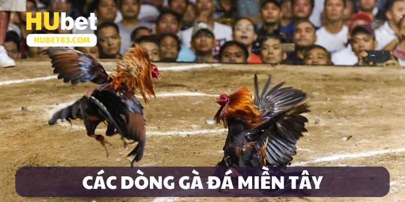 Các dòng gà đá nổi tiếng