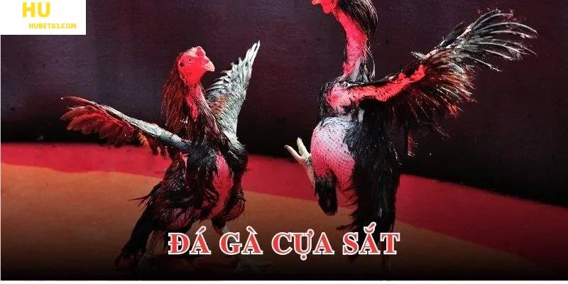 Đá gà cựa sắt HUBET