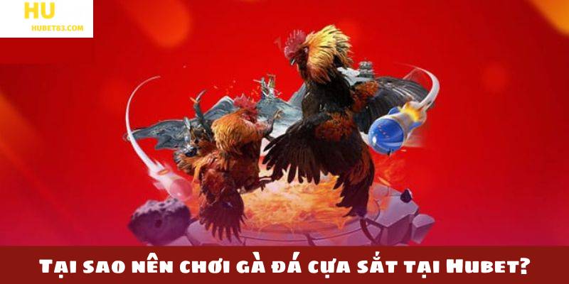 Tại sao nên chơi gà đá cựa sắt tại Hubet?